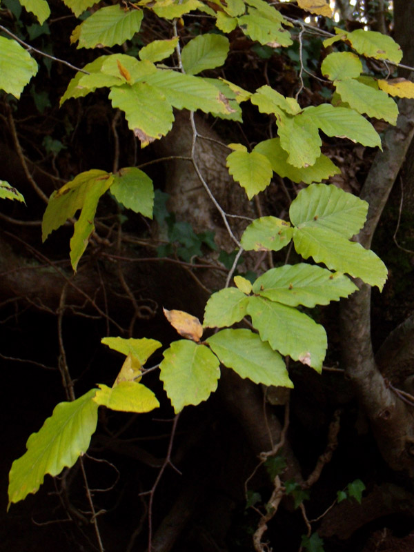 Fagus sylvatica